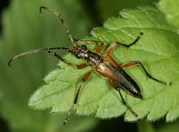 Attēlu rezultāti vaicājumam “Stenocorus meridianus”