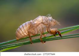 Attēlu rezultāti vaicājumam “Sacchiphantes abietis exuvia”