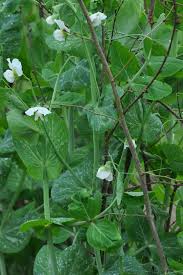 Attēlu rezultāti vaicājumam “Pisum sativum flower”