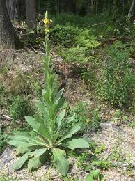 Attēlu rezultāti vaicājumam “Verbascum thapsus bud”