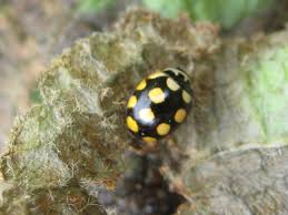 Attēlu rezultāti vaicājumam “Coccinula quatuordecimpustulata”