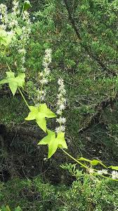 Attēlu rezultāti vaicājumam “Echinocystis lobata flower”