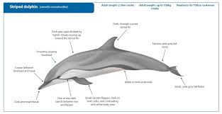 Image result for Stenella coeruleoalba