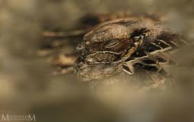 Attēlu rezultāti vaicājumam “Cribraria rubiginosa stalked”