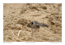 Attēlu rezultāti vaicājumam “Lepus sp.”