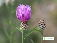 Attēlu rezultāti vaicājumam “Centaurea jacea fruit”