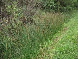 Attēlu rezultāti vaicājumam “Schoenoplectus lacustris subsp. glaucus bud”