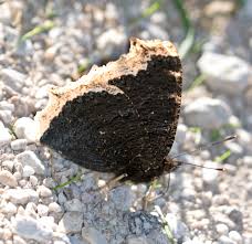 Attēlu rezultāti vaicājumam “Nymphalis antiopa underside”