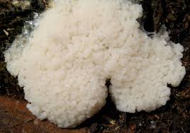 Attēlu rezultāti vaicājumam “Symphytocarpus flaccidus”