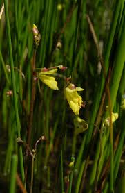 Attēlu rezultāti vaicājumam “Utricularia minor leaf”