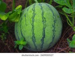 Attēlu rezultāti vaicājumam “Citrullus lanatus leaf”