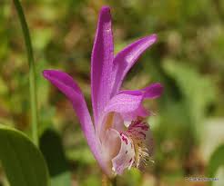 Attēlu rezultāti vaicājumam “Meloe sp. larva”