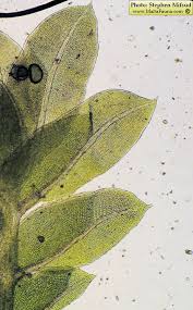 Attēlu rezultāti vaicājumam “Fissidens gracilifolius”