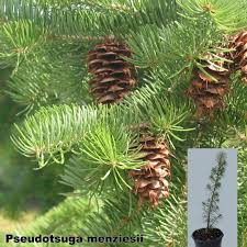 Attēlu rezultāti vaicājumam “Pseudotsuga menziesii fruit”