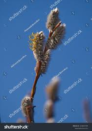Attēlu rezultāti vaicājumam “Salix daphnoides”