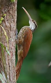 Attēlu rezultāti vaicājumam “Passeriformes”