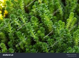 Attēlu rezultāti vaicājumam “Sedum sexangulare”