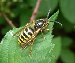 Attēlu rezultāti vaicājumam “Dolichovespula media”