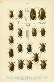 Attēlu rezultāti vaicājumam “Hydaticus transversalis”