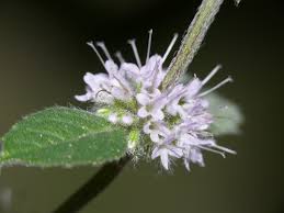 Attēlu rezultāti vaicājumam “Mentha x verticillata leaf”