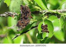 Attēlu rezultāti vaicājumam “Nymphalis xanthomelas larva”