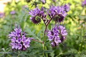Attēlu rezultāti vaicājumam “Phacelia tanacetifolia leaf”
