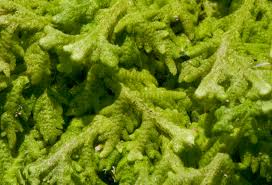 Attēlu rezultāti vaicājumam “Trichocolea tomentella”