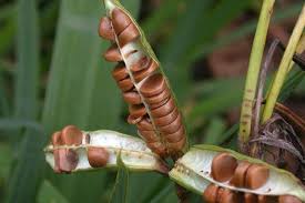 Attēlu rezultāti vaicājumam “Iris pseudacorus fruit”