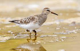 Image result for Calidris melanotos