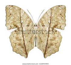 Attēlu rezultāti vaicājumam “Nymphalis xanthomelas underside”