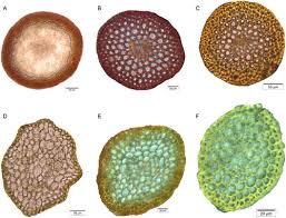 Attēlu rezultāti vaicājumam “Pohlia wahlenbergii sporophyte”