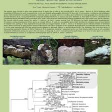 Attēlu rezultāti vaicājumam “Antrodia crassa”
