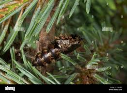 Attēlu rezultāti vaicājumam “Lymantria monacha pupa”