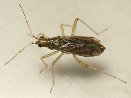 Attēlu rezultāti vaicājumam “Dicyphus sp.”