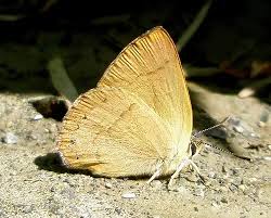 Attēlu rezultāti vaicājumam “Theclinae”