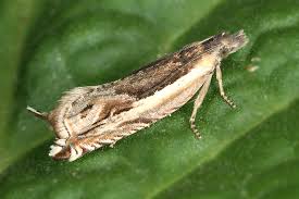 Attēlu rezultāti vaicājumam “Ancylis apicella”