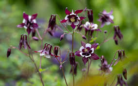 Attēlu rezultāti vaicājumam “Aquilegia vulgaris leaf”