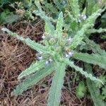 Attēlu rezultāti vaicājumam “Anchusa arvensis leaf”