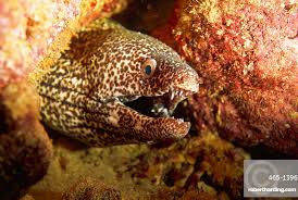 Image result for Gymnothorax moringa