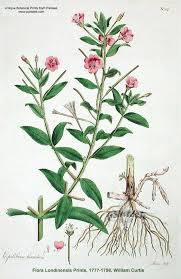 Attēlu rezultāti vaicājumam “Epilobium hirsutum”