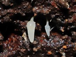 Attēlu rezultāti vaicājumam “Mucronella bresadolae”