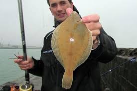 Image result for Limanda limanda