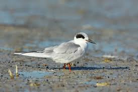 Image result for Sterna forsteri