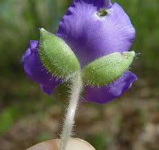 Attēlu rezultāti vaicājumam “Tradescantia virginiana flower”