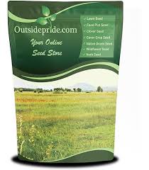 Attēlu rezultāti vaicājumam “Glyceria striata fruit”