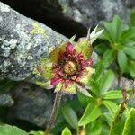 Attēlu rezultāti vaicājumam “Comarum palustre fruit”