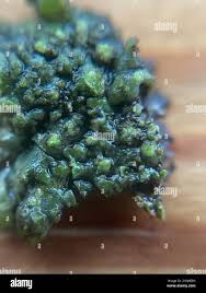 Attēlu rezultāti vaicājumam “Phaeophyscia orbicularis”