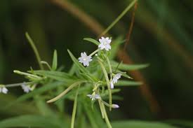 Attēlu rezultāti vaicājumam “Epilobium palustre flower”