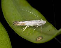 Attēlu rezultāti vaicājumam “Lyonetiidae”