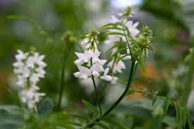 Attēlu rezultāti vaicājumam “Galega orientalis flower”